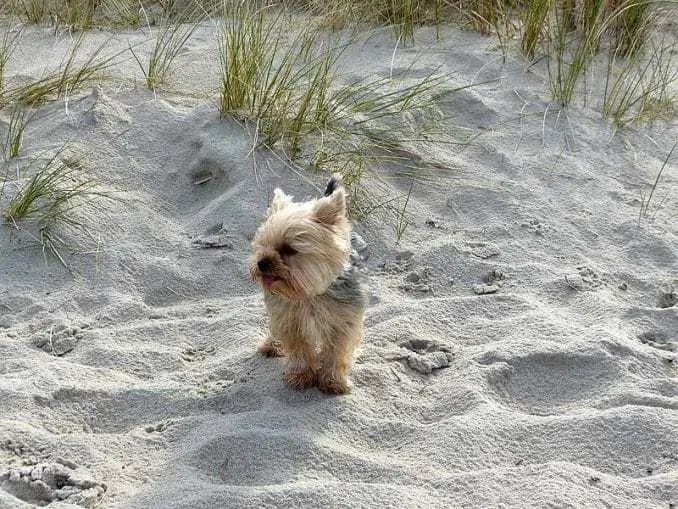Urlaub an der Ostsee mit Hund