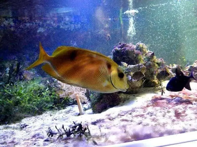 Aquarium auf Fehrmarn