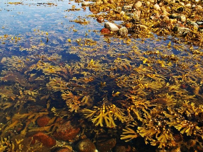 Algen der Ostsee