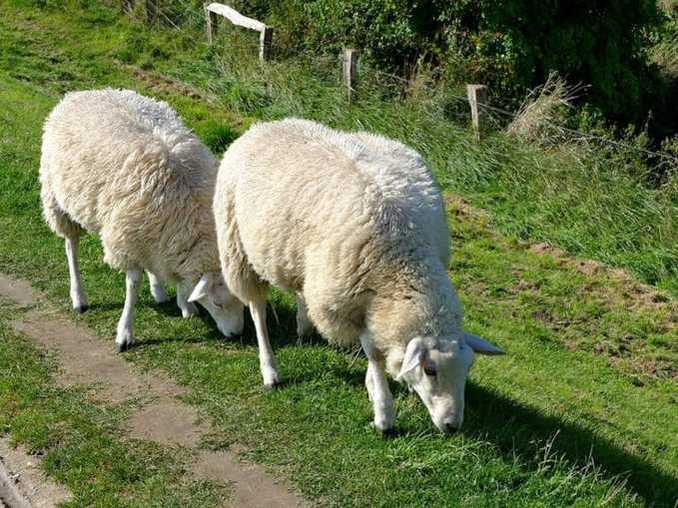 Schafe auf Fehmarn