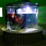 ostsee erlebniswelt aquarium ausstellung 028