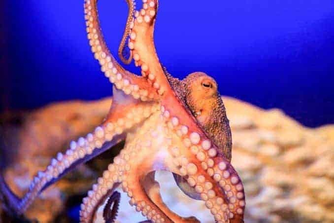 Oktopus SEA LIFE
