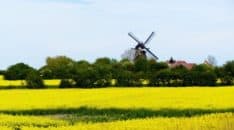 Rapsfeld mit Mühle Insel Fehmarn fehmarn 6