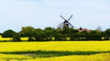 Rapsfeld mit Mühle Insel Fehmarn fehmarn 6