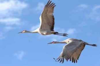 Kraniche im Flug auf Rügen Ostsee kraniche ruegen ostsee 1