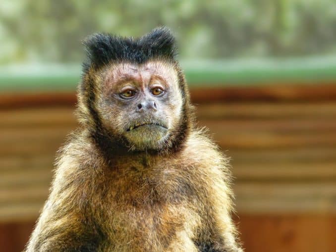 Affe Tropenzoo Bansin auf Usedom