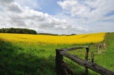 Rapsfeld Rügen Fotogalerie