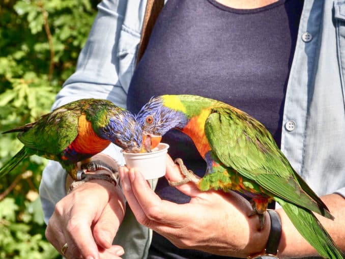 Loris Papagei Vogelpark Marlow Ostseeküste Loris Papagei Vogelpark Marlow Ostseeküste
