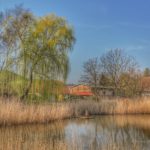 Schilf am Teich in Stolpe auf Usedom