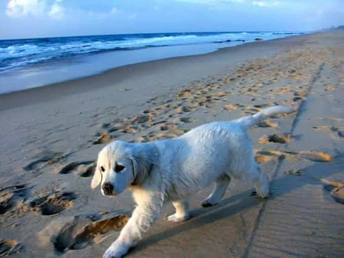 Hund am Ostsee Strand