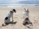 Die schönsten Hundestrände auf Rügen