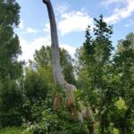 Brontosaurus im Dinosaurierland Rügen