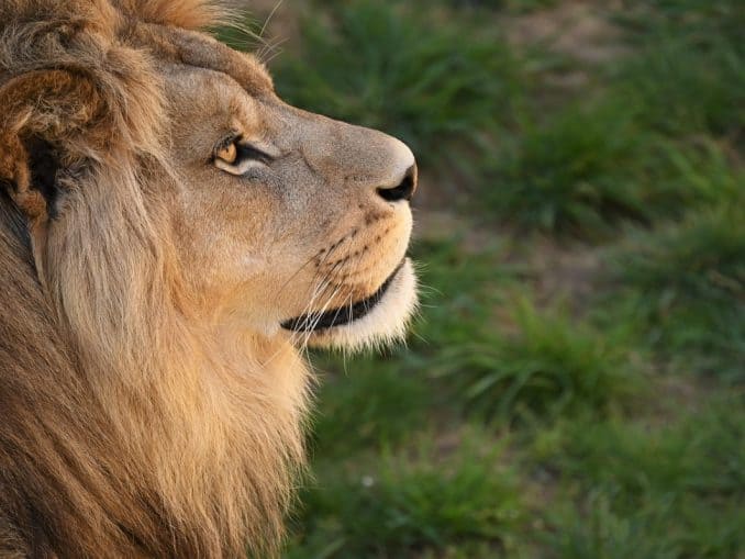 Zoo Arche Noah Groemitz Loewe