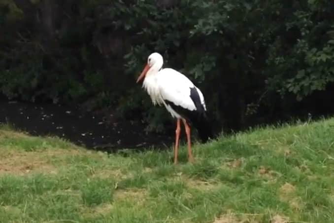 Storch Zoo Grömitz