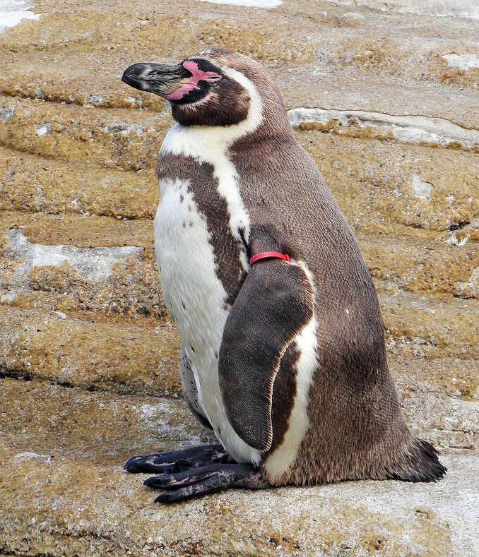 Humboldt Pinguin im Ozeaneum