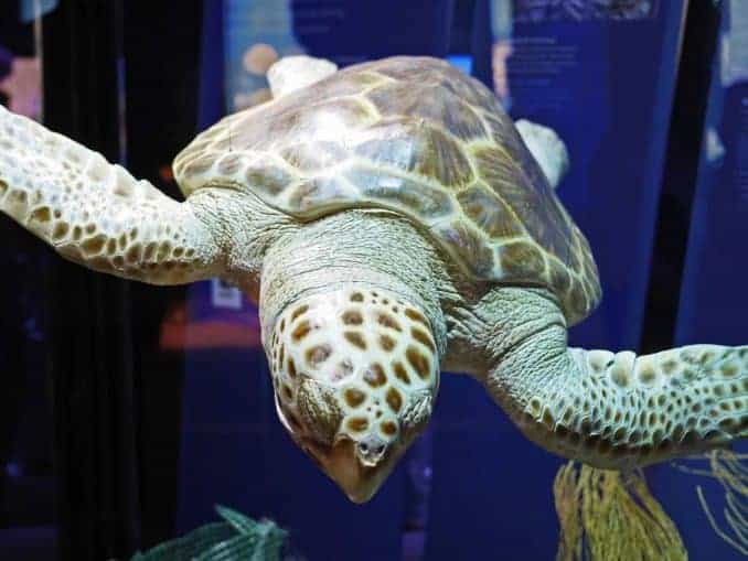 Schildkröte im Meeresmuseum Stralsund