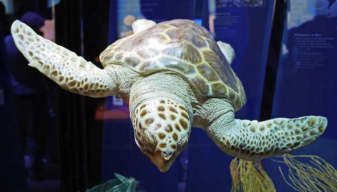 Schildkröte im Meeresmuseum Stralsund