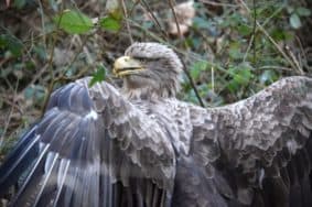 seeadler ostsee bild 1 1