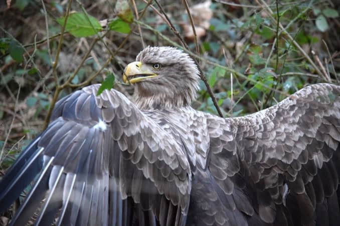 Seeadler im Pansevitzer Wald gerettet Seeadler im Pansevitzer Wald gerettet