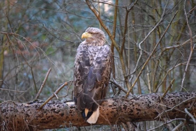 seeadler ostsee bild 3