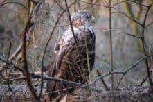 Seeadler Rettung Pansevitzer Wald seeadler ostsee bild 7