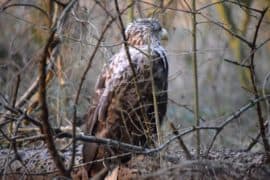 seeadler ostsee bild 7