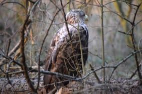 seeadler ostsee bild 7