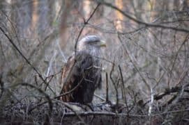 seeadler ostsee bild 8