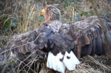 seeadler ostsee bild4