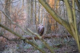 seeadler ostsee bild5