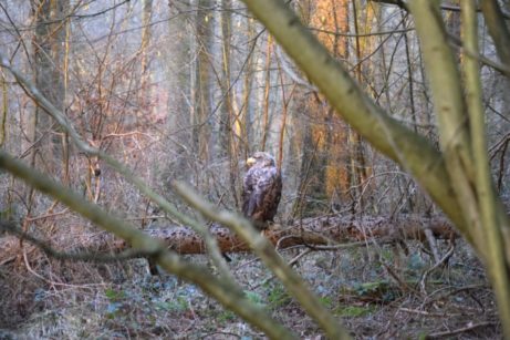 seeadler ostsee bild5