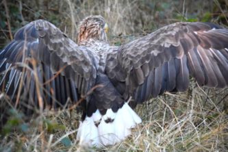 seeadler ostsee bild6