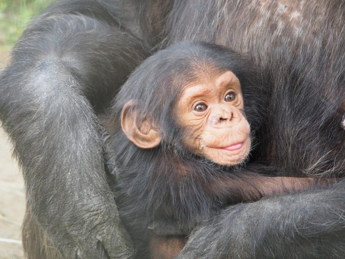 Schimpansen im Zoo Stralsund