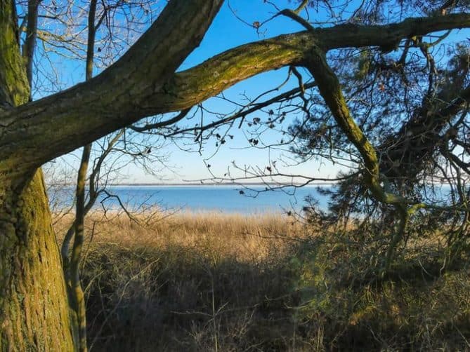 Gnitz blick durch den Wald auf das Achterwasser achterwasser gnitz