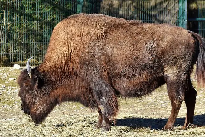 Bison Zoo Stralsund