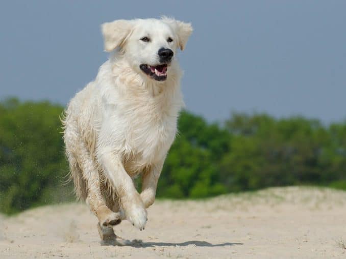 Hund am Ostsee Strand