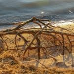 Natur Strand Gnitz