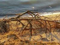 natur Gnitz