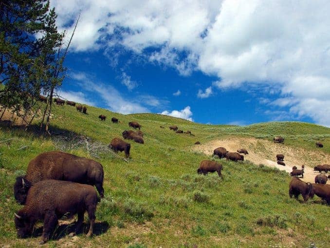 Bison Herde auf einem Hang