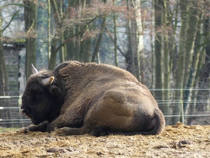 Wisent im Gehege