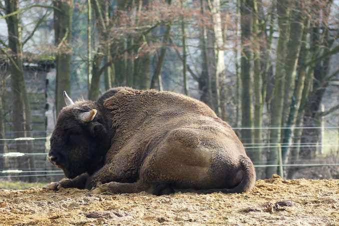 Wisent im Gehege