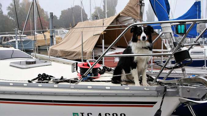 Hund auf einem Segelschiff