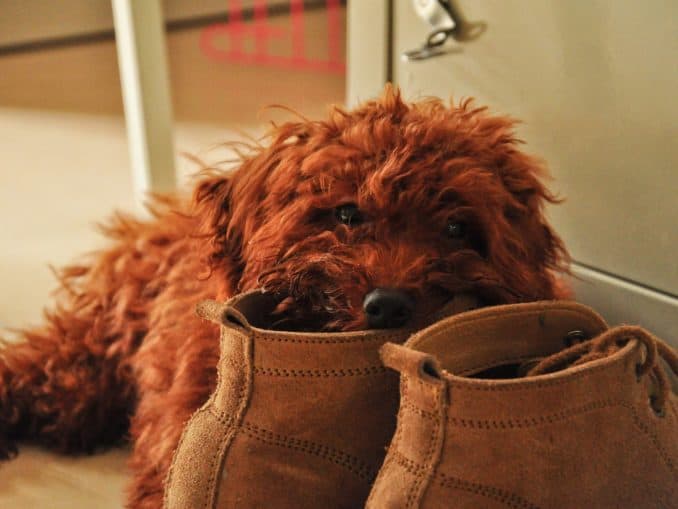 Hund auf dem Hausboot