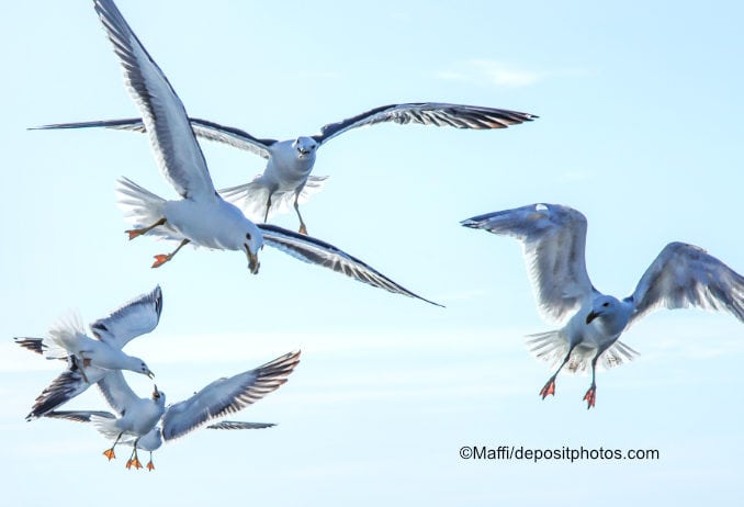 Möwen mit Futter an der Ostsee