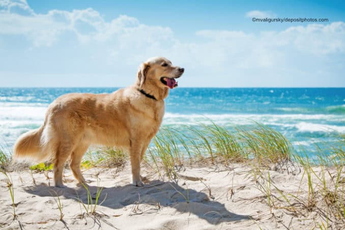 Ostseebad Dahme mit Hund