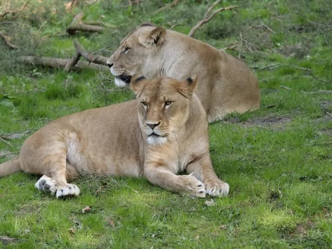 Löwen liegen auf der Wiese im Zoo Rostock