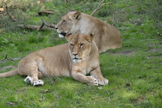 Löwen auf der Wiese im Zoo Rostock