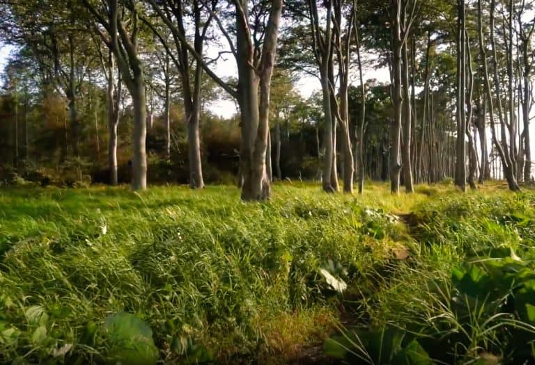 Rostocker Heide