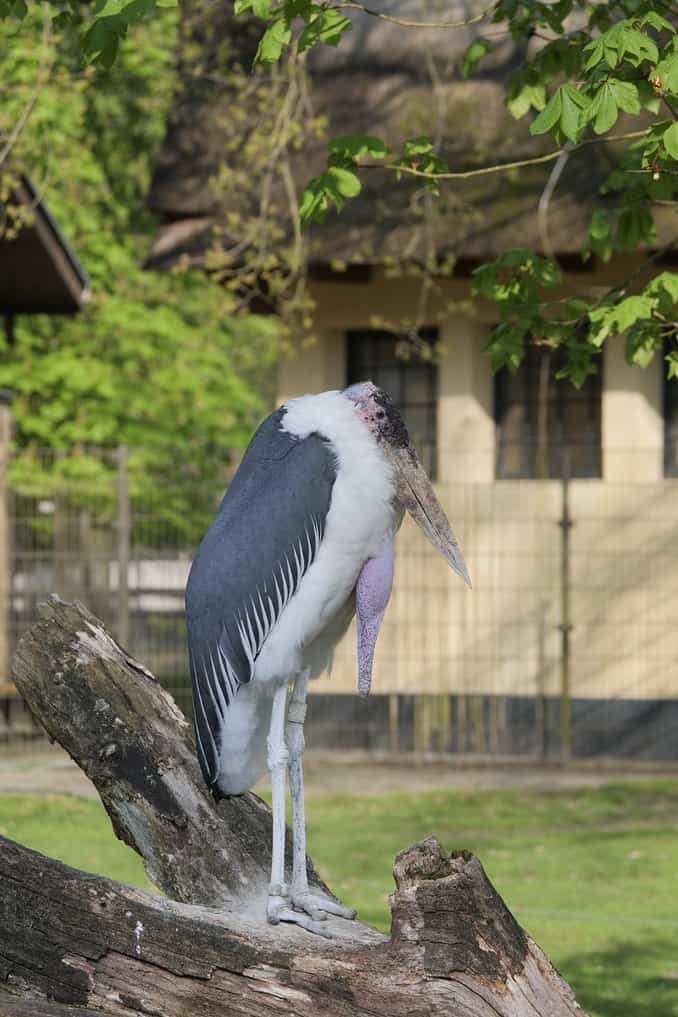 Vogel im Zoo Rostock