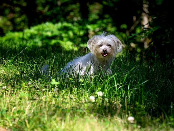 Hund im Hundeauslauf